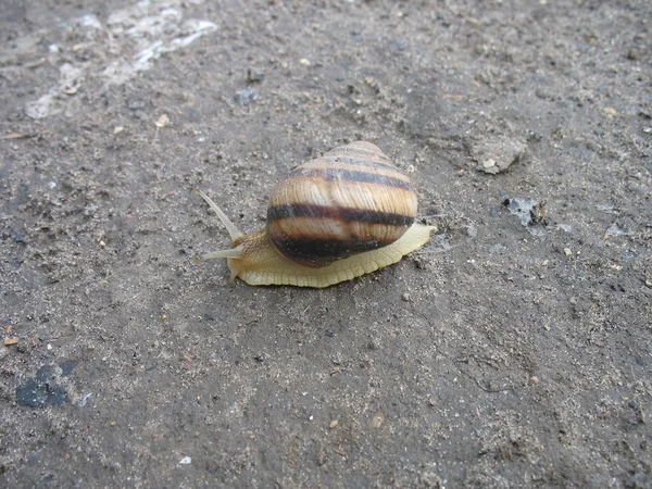 Caracol no chão — Fotografia de Stock