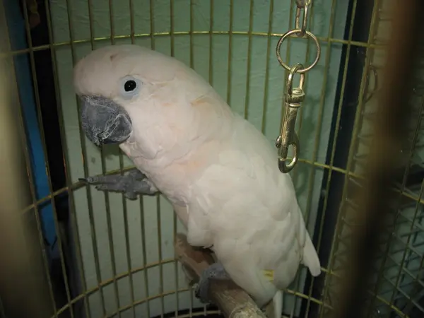 El papagayo blanco en la jaula — Foto de Stock