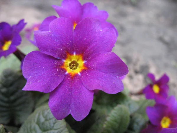 Violette Blüten Gänseblümchen — Stockfoto