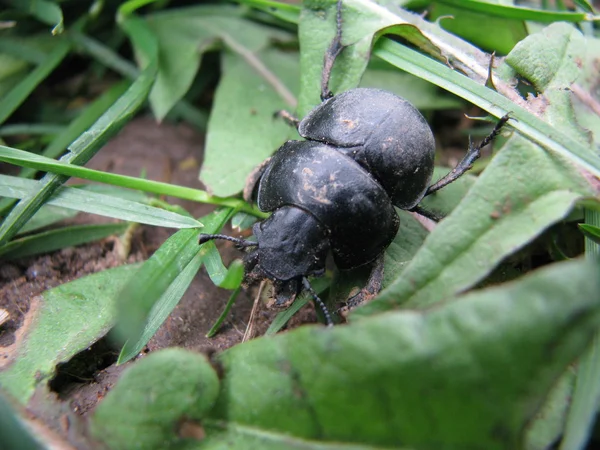Pequeno besouro na grama — Fotografia de Stock