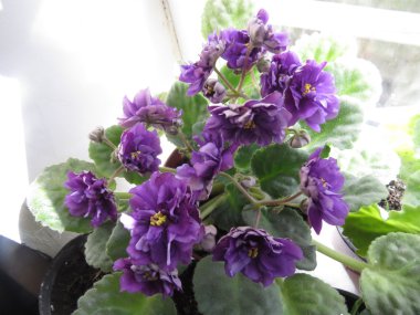 Menekse bir pencere üzerinde