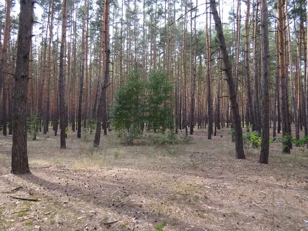 Сосна лісовий район — стокове фото