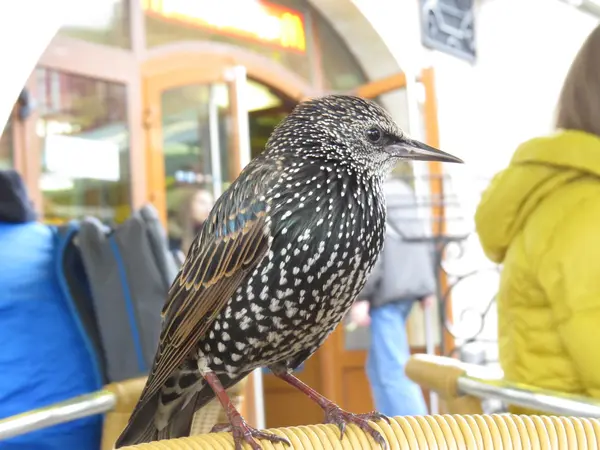 Étourneau dans un café — Photo