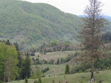 Polonyny Karpat Dağları