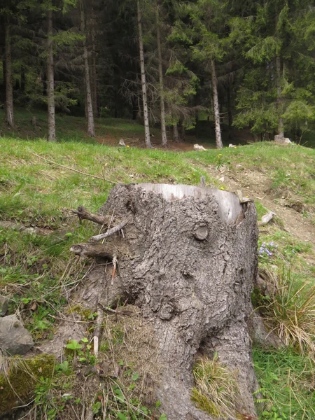 Ein Baumstumpf im Wald — Stockfoto