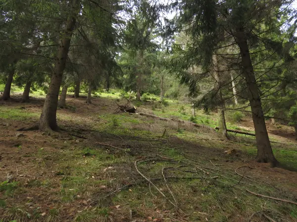 Forêt dans les montagnes — Photo