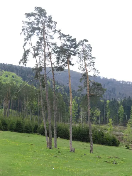 Polonyny-Karpaten — Stockfoto