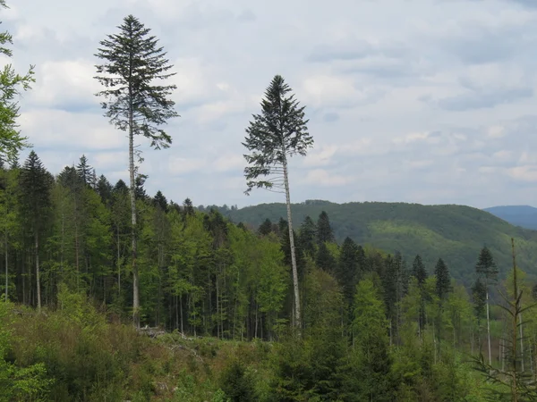 Dos pinos en un bosque — Foto de Stock