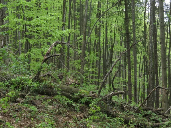 Wald in den Bergen — Stockfoto