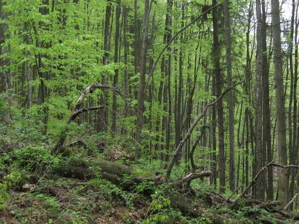 Forest in the mountains — Stock Photo, Image