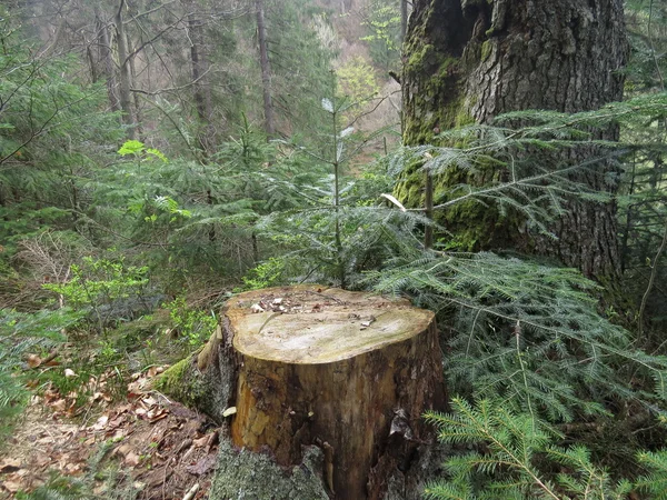 Ein Baumstumpf im Wald — Stockfoto