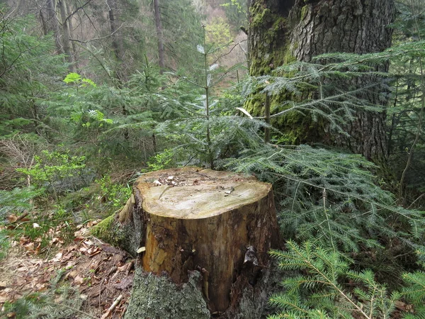 Um tronco de árvore na floresta — Fotografia de Stock