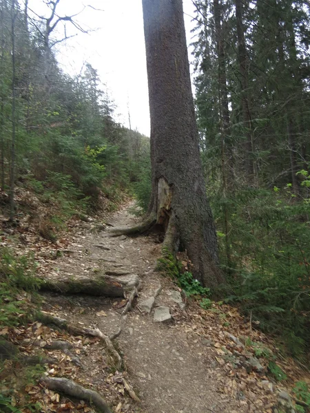 Pfad im Wald — Stockfoto