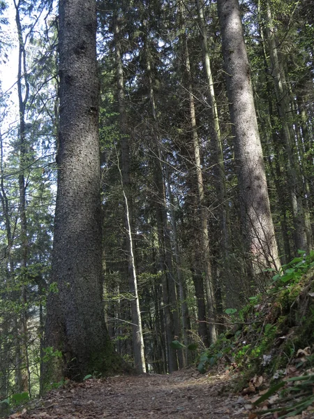 Pfad im Wald — Stockfoto