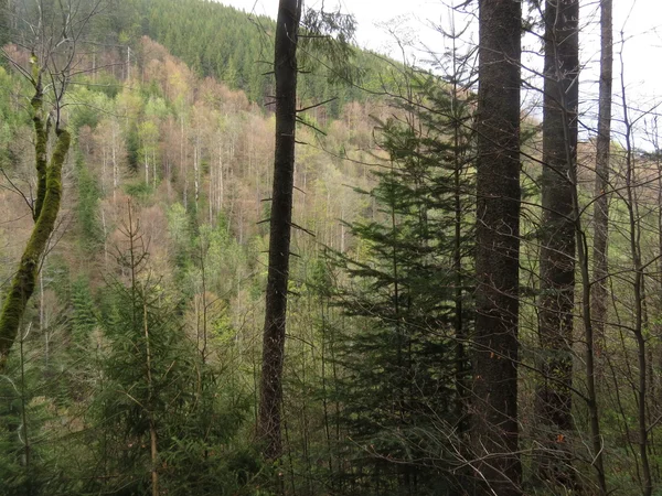 Wald in den Bergen — Stockfoto