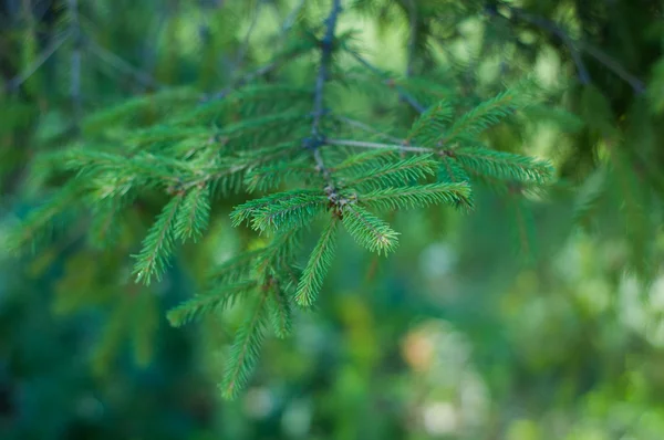 Ветви зелёной ели — стоковое фото