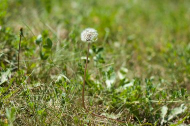 Dandelions bir alanda