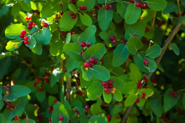 Unbekannte rote Beeren — Stockfoto