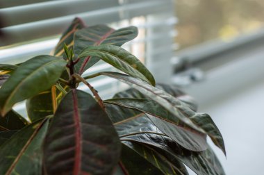 bir pencere pervazına çiçek