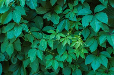 Yeşil sarmaşık yaprakları