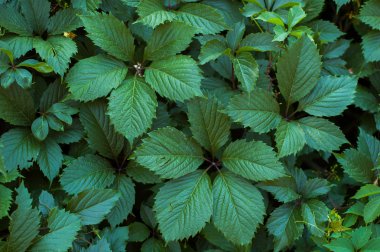 Yeşil sarmaşık yaprakları