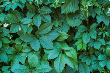 Yeşil sarmaşık yaprakları