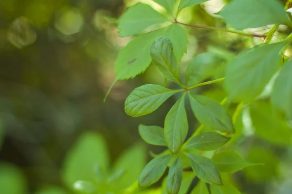 Foglie di edera verde — Foto Stock