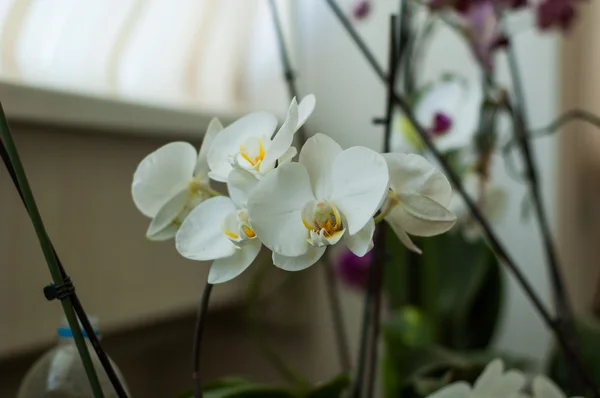 Kilka kwiatów orchidei — Zdjęcie stockowe