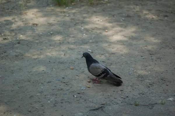 Gołębie w parku — Zdjęcie stockowe