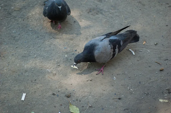 Duiven in het park — Stockfoto