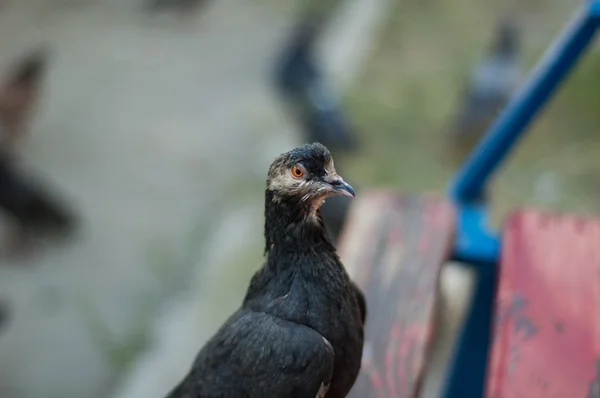 Pigeons dans le parc — Photo