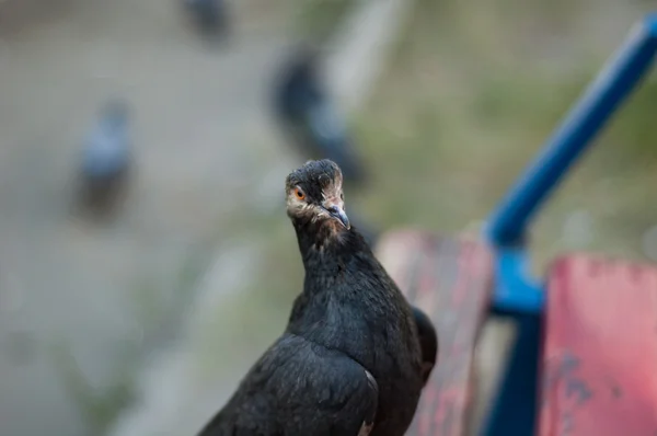 Palomas en el parque —  Fotos de Stock