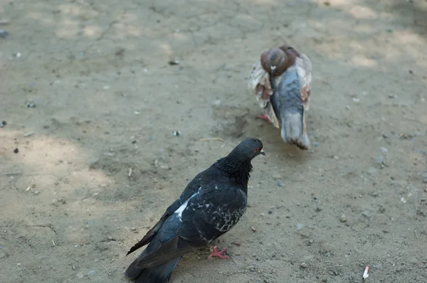 Duiven in het park — Stockfoto