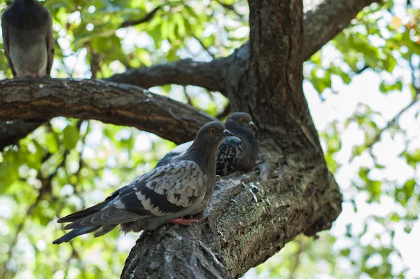 Parktaki güvercinler — Stok fotoğraf