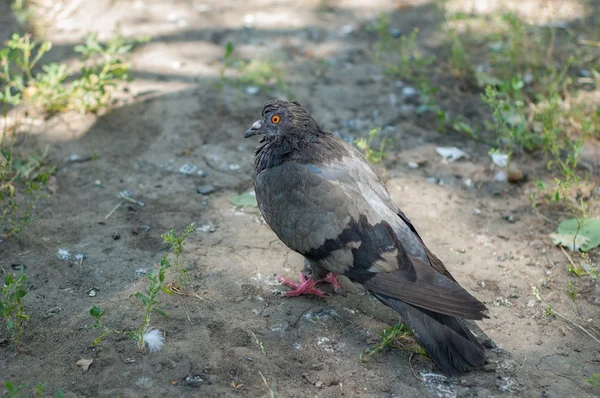 Duiven in het park — Stockfoto