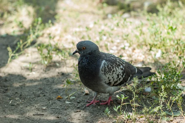 Duiven in het park — Stockfoto