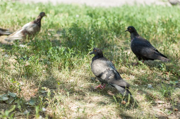 Tauben im Park — Stockfoto