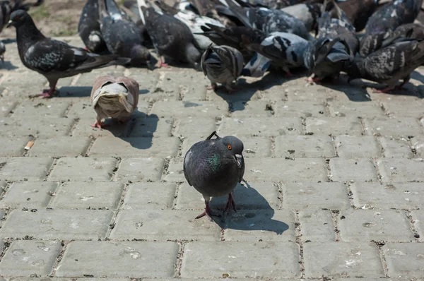 Parktaki güvercinler — Stok fotoğraf