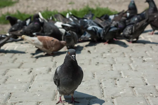 Parktaki güvercinler — Stok fotoğraf