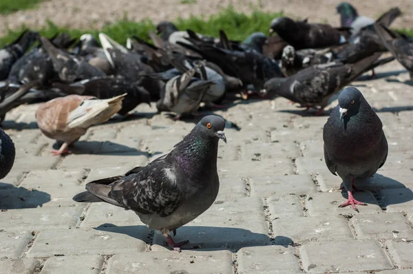 Piccioni nel parco — Foto Stock