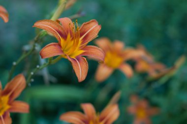 Birkaç turuncu lilyum