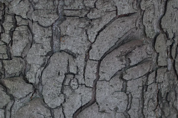 Crack na stromě — Stock fotografie