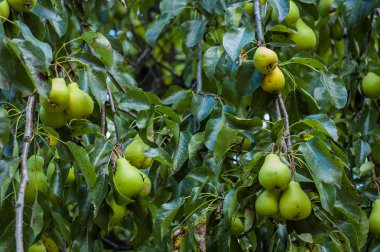 Ağaçta sallanan armutlar