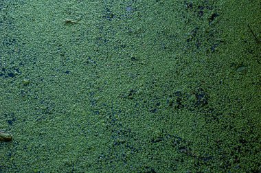 Duckweed arka plan
