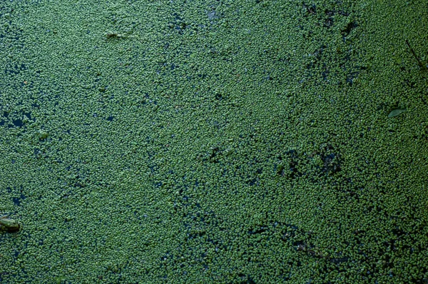 Duckweed arka plan