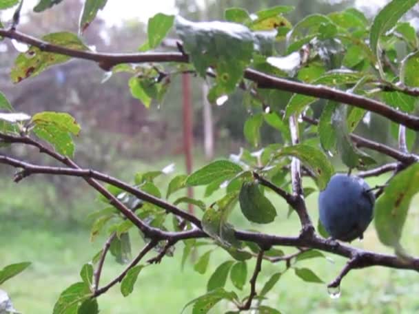 Tree and rain — Stock Video