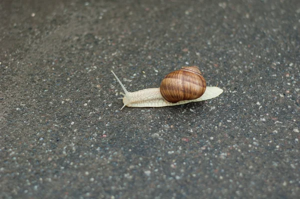 Slak op asfalt — Stockfoto