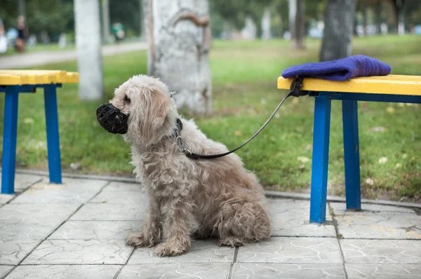 Bir köpek ağızlık ve tasma 