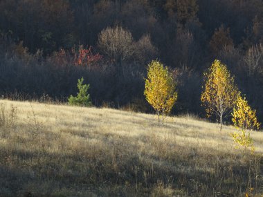 Altın huş ağaçları
