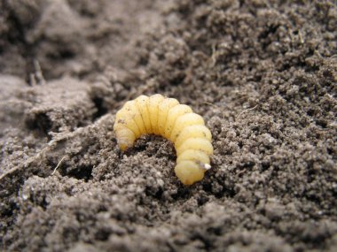 Larva